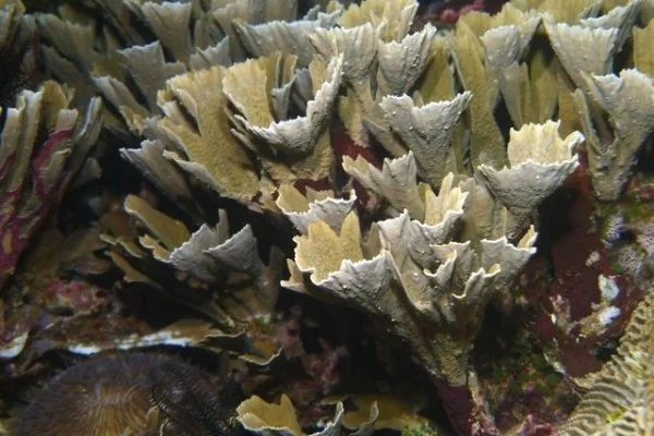 英雄联盟S16世界赛瑞士轮GEN对阵TES中单Chovy与Creme对位胜负手关键较量深度解析